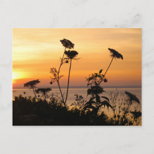 Queen Anne's Snöre vid Sunset - Fishers Island, NY Vykort