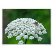 Queen Anne's Snöre White Vild Carrot Flower