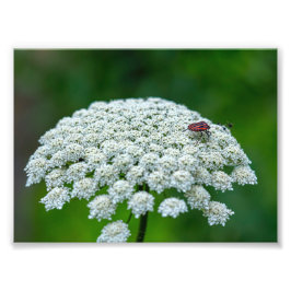 Queen Anne's Snöre White Vild Carrot Flower Fototryck