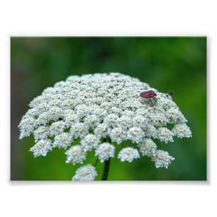 Queen Anne's Snöre White Vild Carrot Flower Fototryck