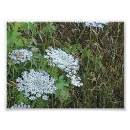 Queen Anne's Snöre White Vild Flower Fototryck