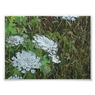 Queen Anne's Snöre White Vild Flower Fototryck