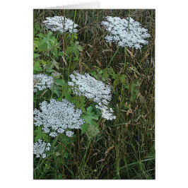 Queen Anne's Snöre White Vild Flower OBS Kort