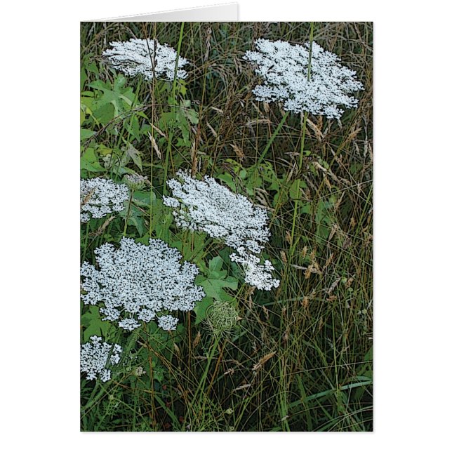 Queen Anne's Snöre White Vild Flower OBS Kort (Framsidan)