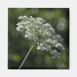Queen Anne's Snöre White Wildblomma Magnet