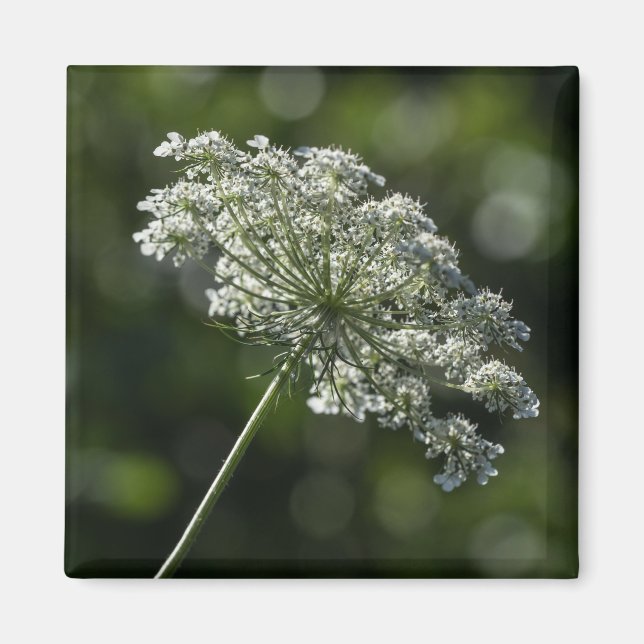 Queen Anne's Snöre White Wildblomma Magnet (Framsidan)