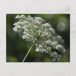 Queen Anne's Snöre White Wildblomstervykort Vykort