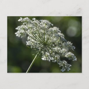 Queen Anne's Snöre White Wildblomstervykort Vykort