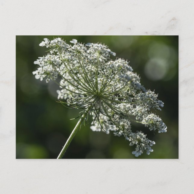 Queen Anne's Snöre White Wildblomstervykort Vykort (Framsida)