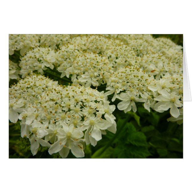 Queen Anne's Snöre Wildblomfoto Hälsningskort (Framsidan Horizontal)