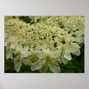 Queen Anne's Snöre Wildblomfoto Poster