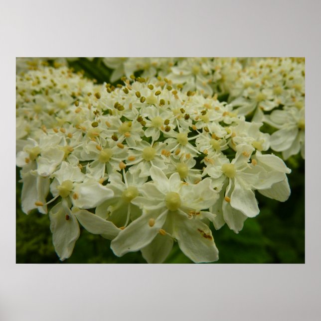 Queen Anne's Snöre Wildblomfoto Poster (Framsidan)