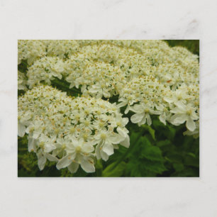 Queen Anne's Snöre Wildblomfoto Vykort