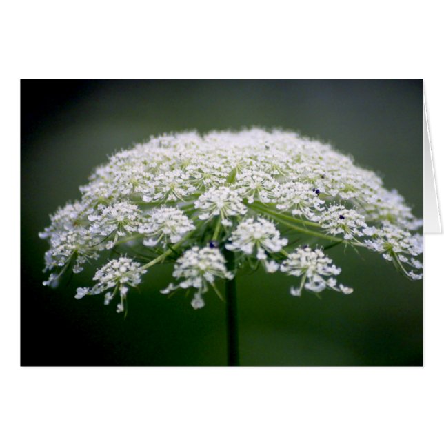 Queen Anns Snöre Flower OBS Kort (Framsidan Horizontal)