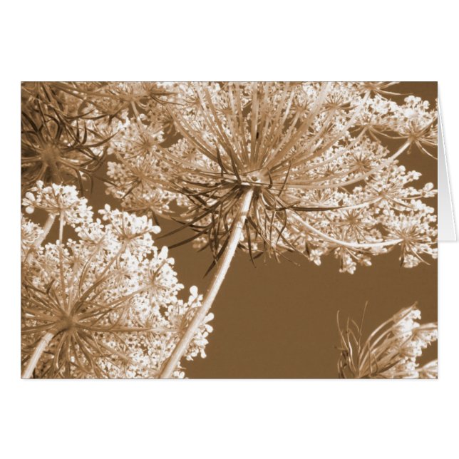 Queen Anns Snöre OBS Kort (Framsidan Horizontal)