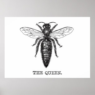 Queen Bee Illustration Classic Teckning Poster
