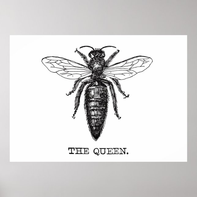 Queen Bee Illustration Classic Teckning Poster (Framsidan)