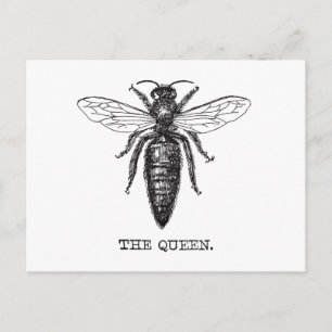 Queen Bee Illustration Classic Teckning Vykort