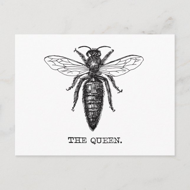 Queen Bee Illustration Classic Teckning Vykort (Framsida)