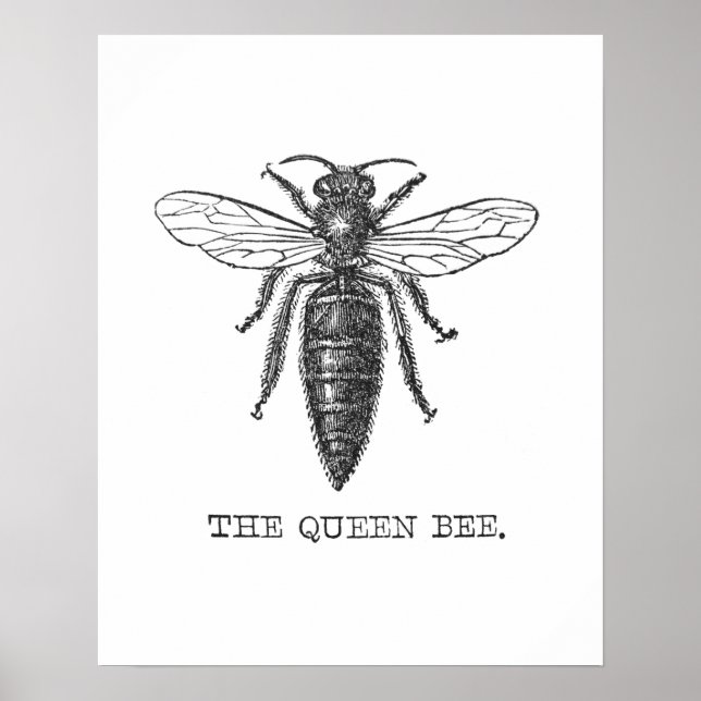 Queen Bee Illustration Kryp Insekt Poster (Framsidan)