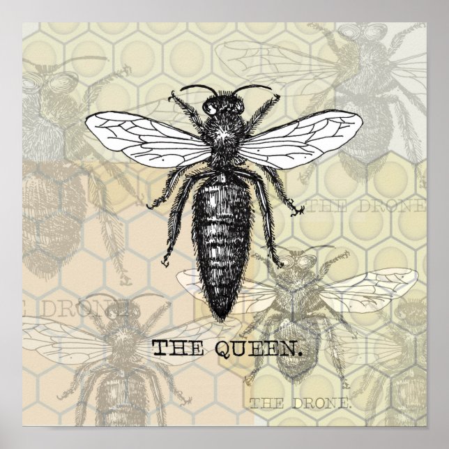 Queen Bee Illustration Kryp Insekt Poster (Framsidan)