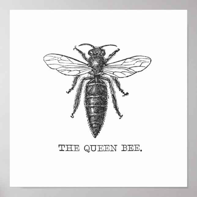 Queen Bee Illustration Kryp Insekt Poster (Framsidan)