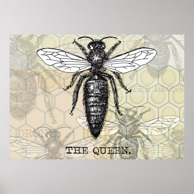Queen Bee Illustration Kryp Insekt Poster (Framsidan)