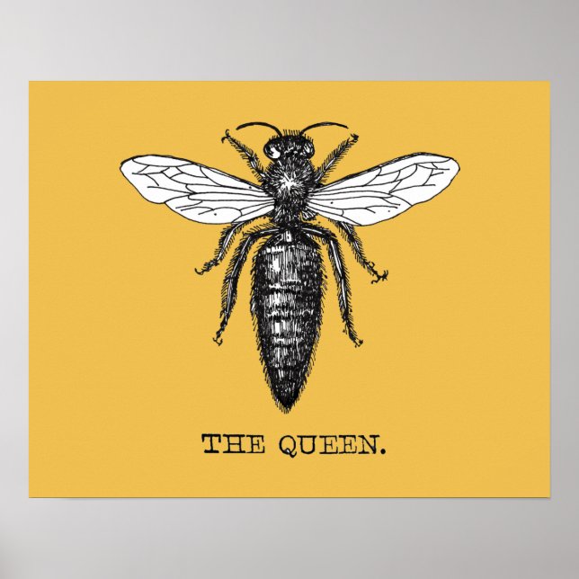 Queen Bee Illustration Kryp Insekt Poster (Framsidan)