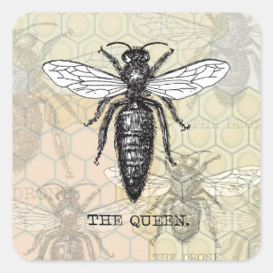 Queen Bee Kryp Insekt Antique Illustration Fyrkantigt Klistermärke
