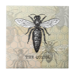 Queen Bee Kryp Insekt Antique Illustration Kakelplatta