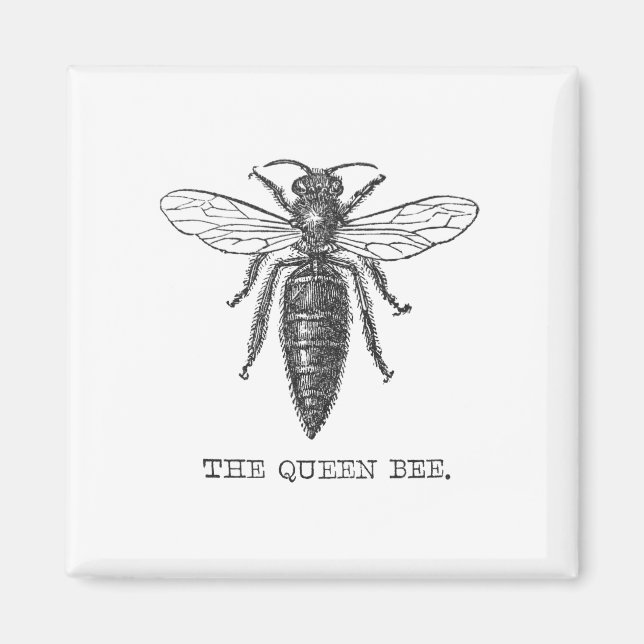 Queen Bee Kryp Insekt Antique Illustration Magnet (Framsidan)
