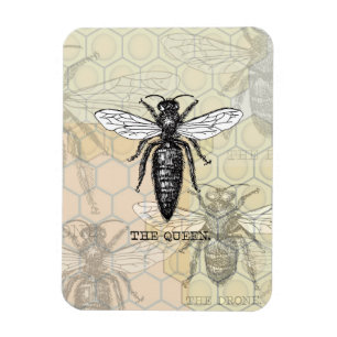 Queen Bee Kryp Insekt Antique Illustration Magnet