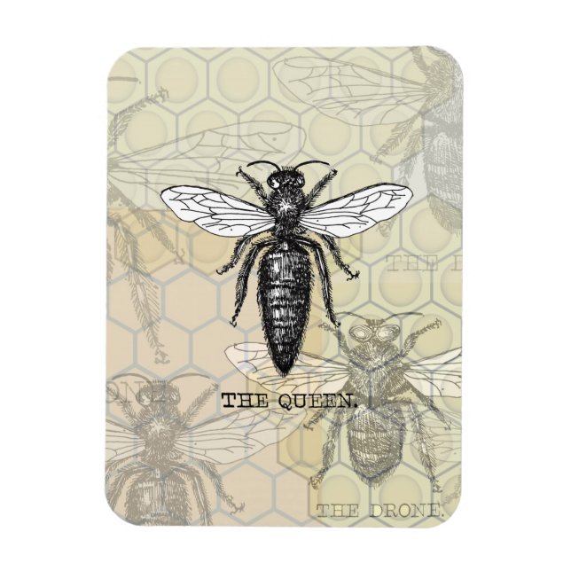 Queen Bee Kryp Insekt Antique Illustration Magnet (Vertikal)