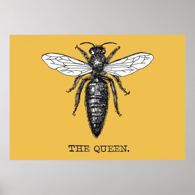 Queen Bee Kryp Insekt Antique Illustration Poster (Framsidan)