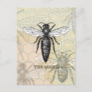 Queen Bee Kryp Insekt Antique Illustration Vykort