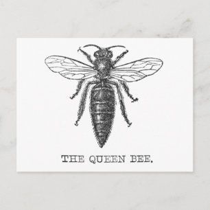 Queen Bee Kryp Insekt Antique Illustration Vykort