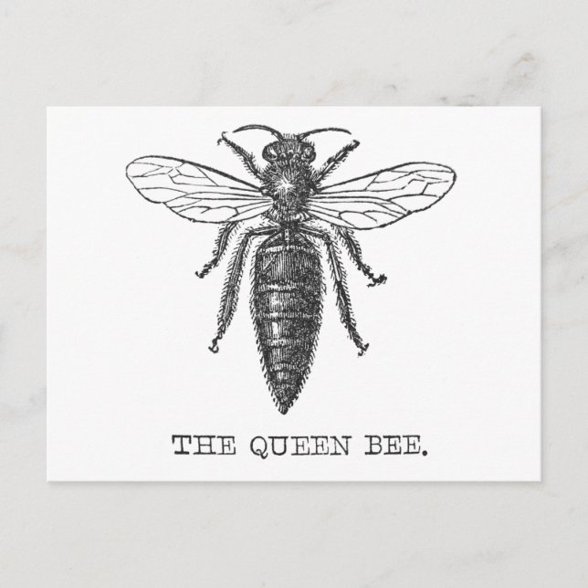 Queen Bee Kryp Insekt Antique Illustration Vykort (Framsida)