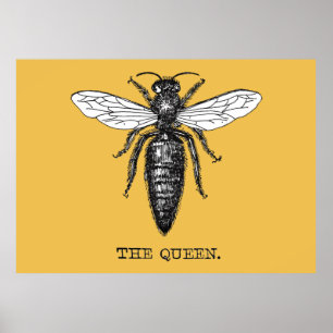 Queen Bee Kryp Insekt Bees Illustration Poster