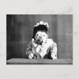Queen Bulldog-vykort Vykort
