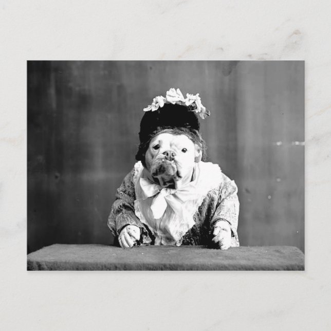 Queen Bulldog-vykort Vykort (Framsida)