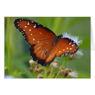 Queen Butterfly Hälsningskort