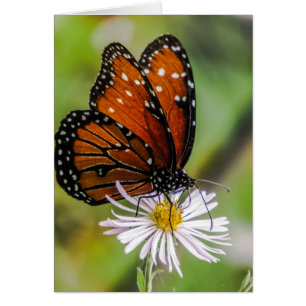 Queen Butterfly Hälsningskort