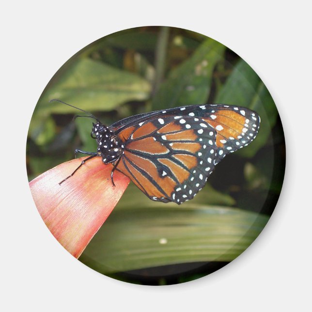 Queen Butterfly Magnet (Framsidan)