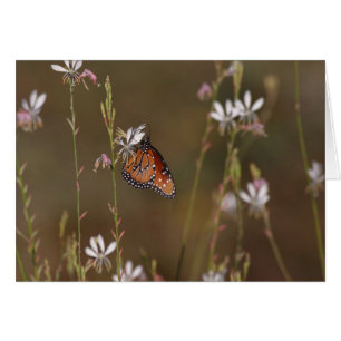 Queen Butterfly och milkweed Hälsningskort