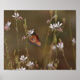 Queen Butterfly och Milkweed Poster