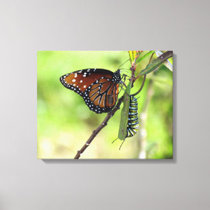 Queen Butterfly och Monarch Caterpelare Canvas