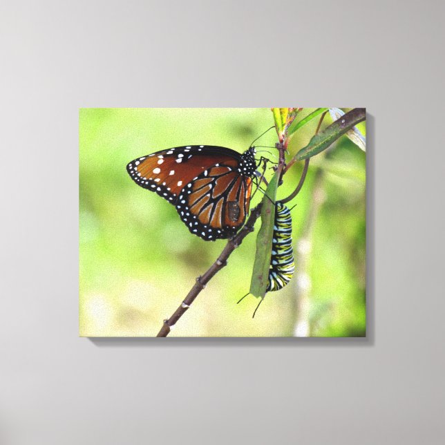 Queen Butterfly och Monarch Caterpelare Canvas (Framsida)