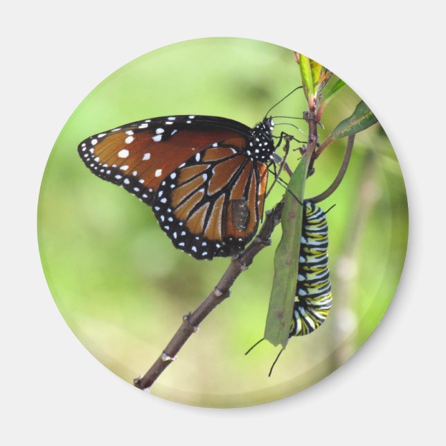 Queen Butterfly och Monarch Caterpelare Magnet (Framsidan)