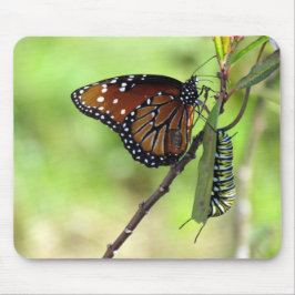 Queen Butterfly och Monarch Caterpelare Mouse Pad Musmatta