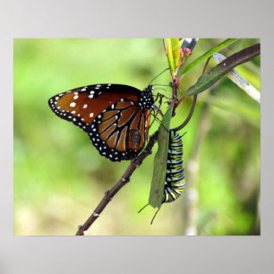Queen Butterfly och Monarch Caterpelare Poster